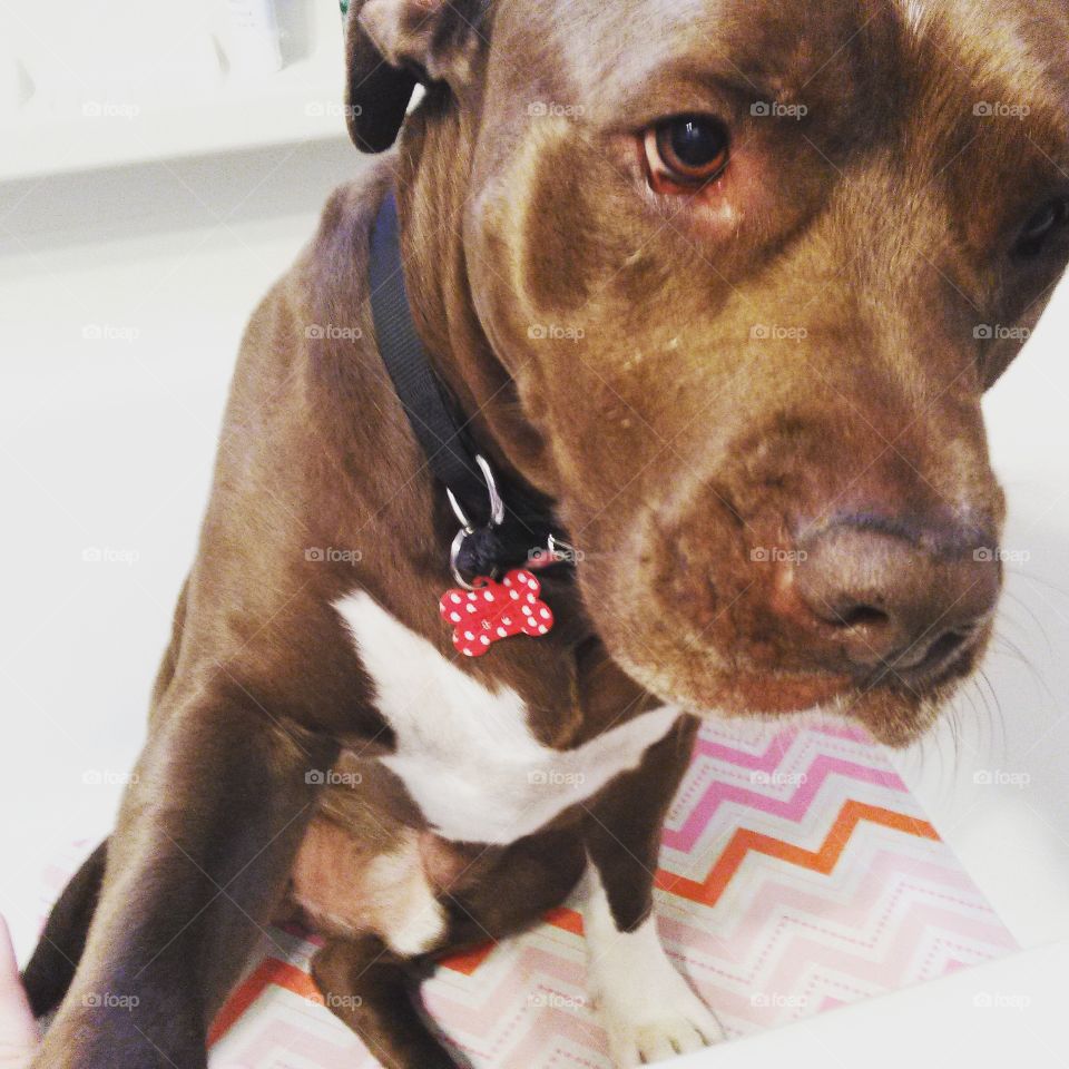 Bath Time. Brown Dog in the tub about to get a bath