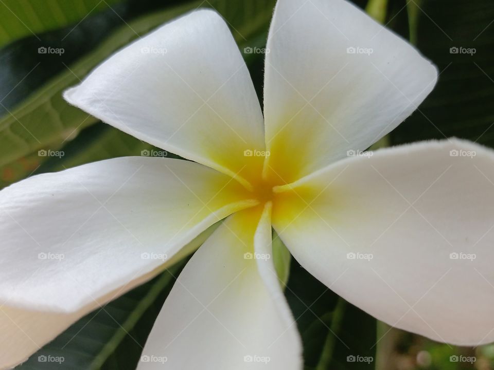 Beautiful Plumeria Flower