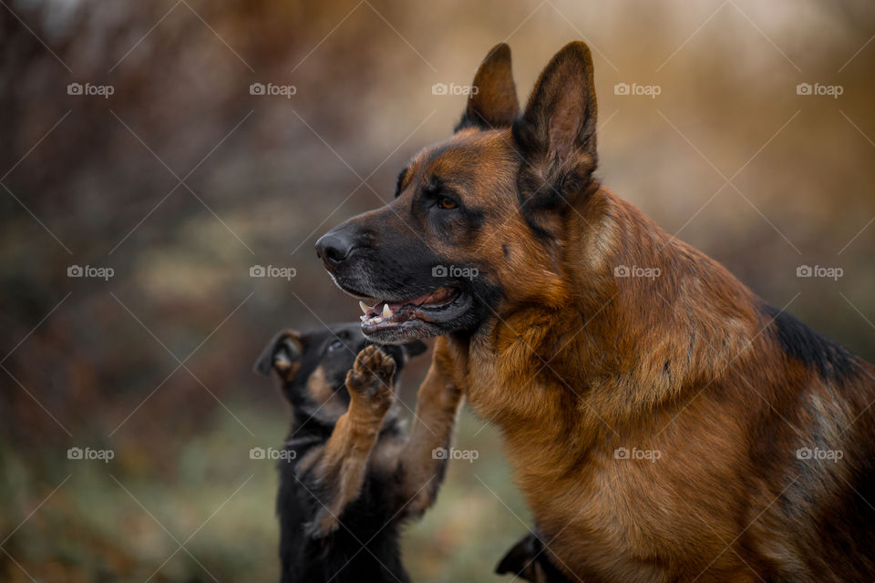 German shepherd dog with puppies at autumn garden