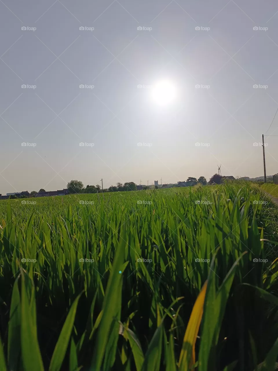 wheat fields