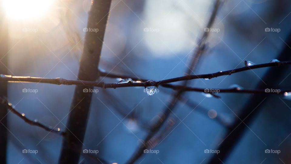 ice droplets on the birch tree branches on a cold winter afternoon