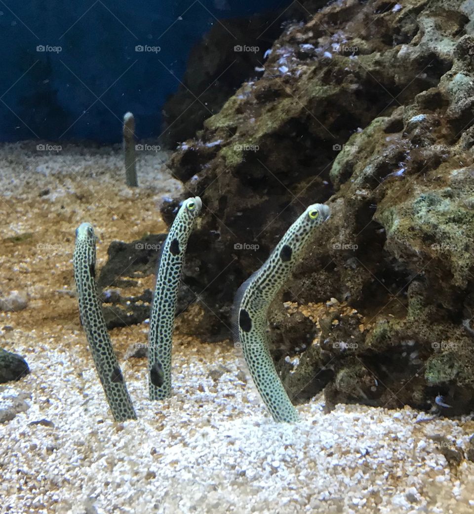 Aquarium - eels