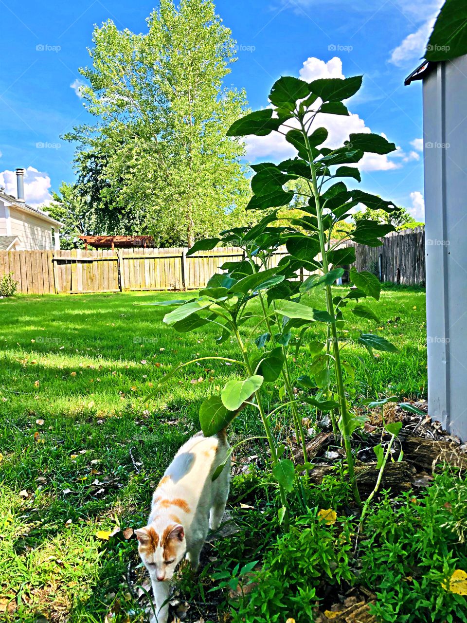 Green plants and cat