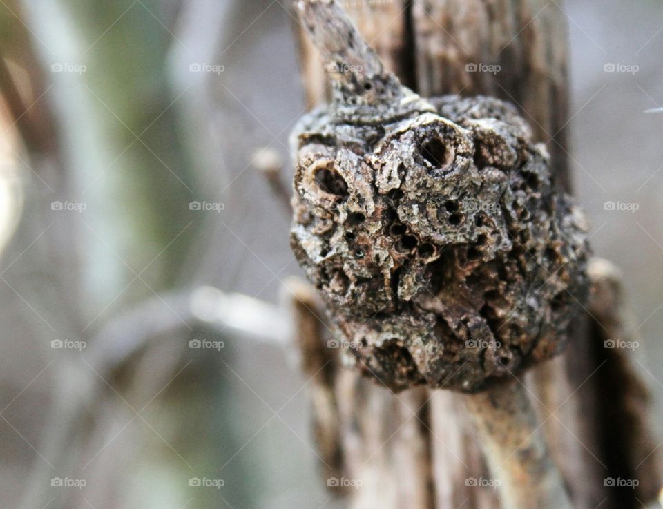 tree stump looking like a face.