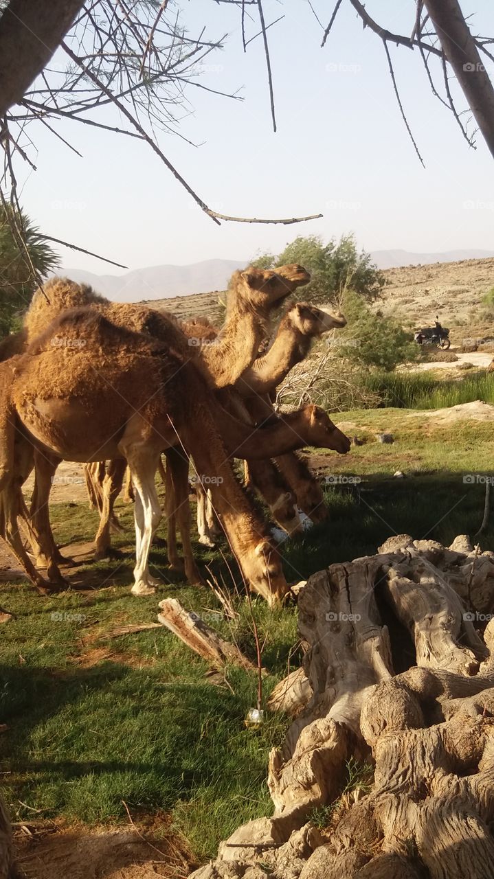 camels drinking water in a spring in a oasis in the region of Assrir,Goulimine