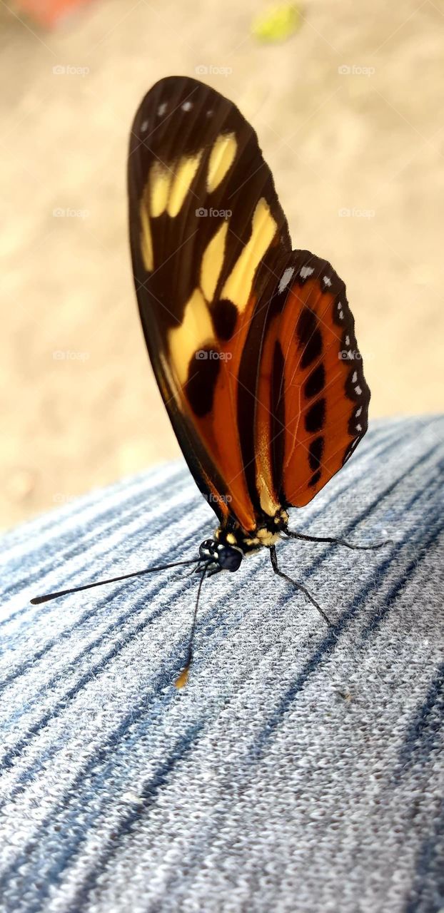 Beautiful butterfly, yellow with touches of red, black , beauty of nature. insect, Caterpillar