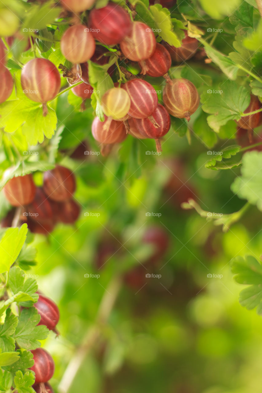 Gooseberries