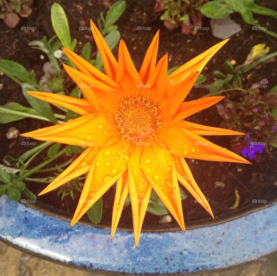 Wet sun burst orange flower