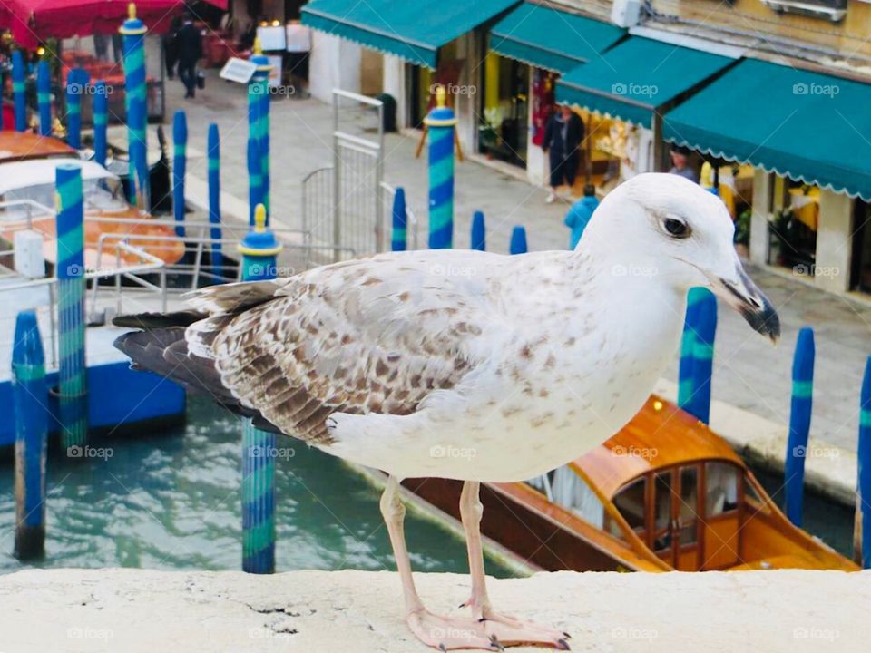 seagull in Venice 