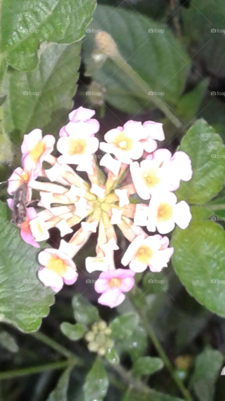 Nature create beauty