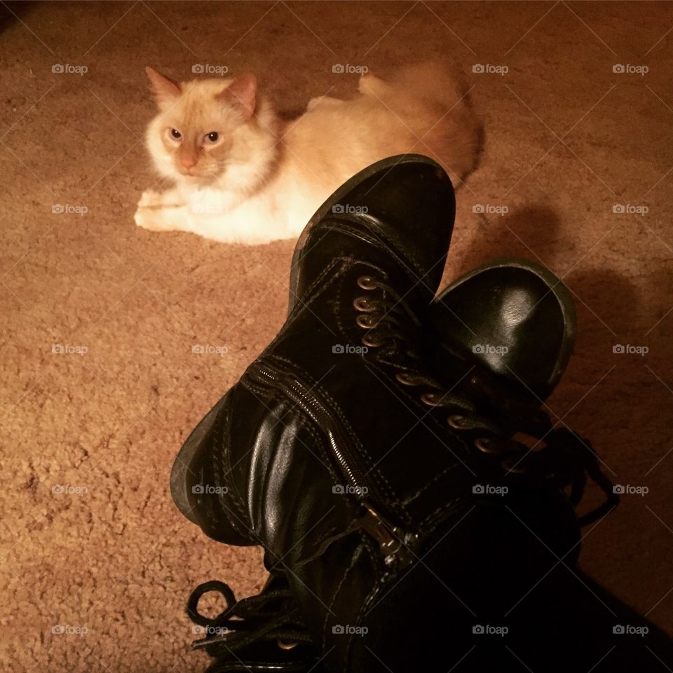 Boots and Cats: Siri 