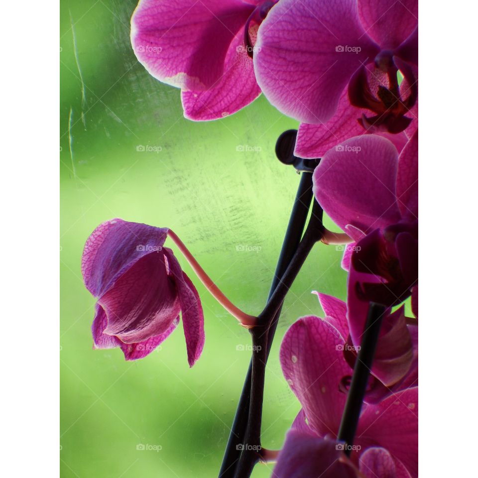Purple orchids