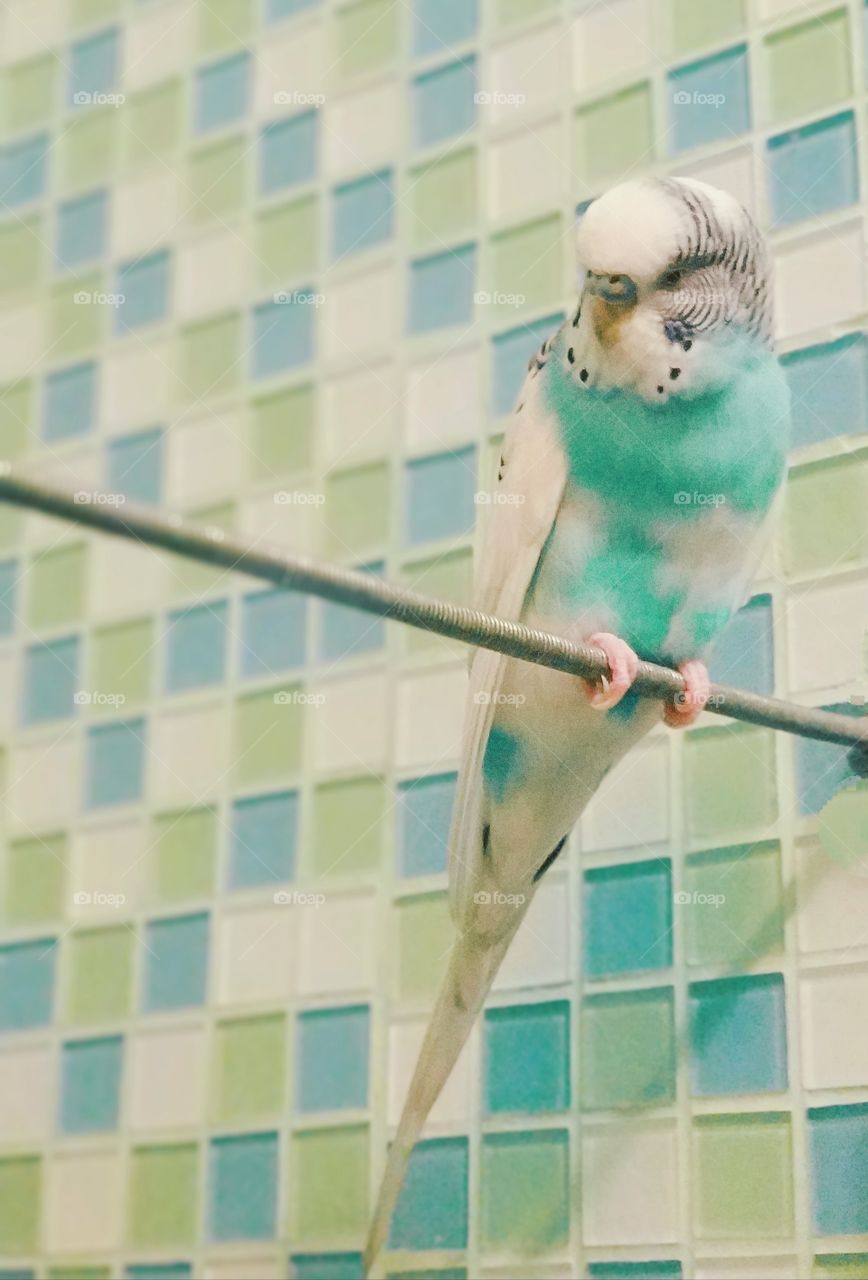 Blue and white parrot