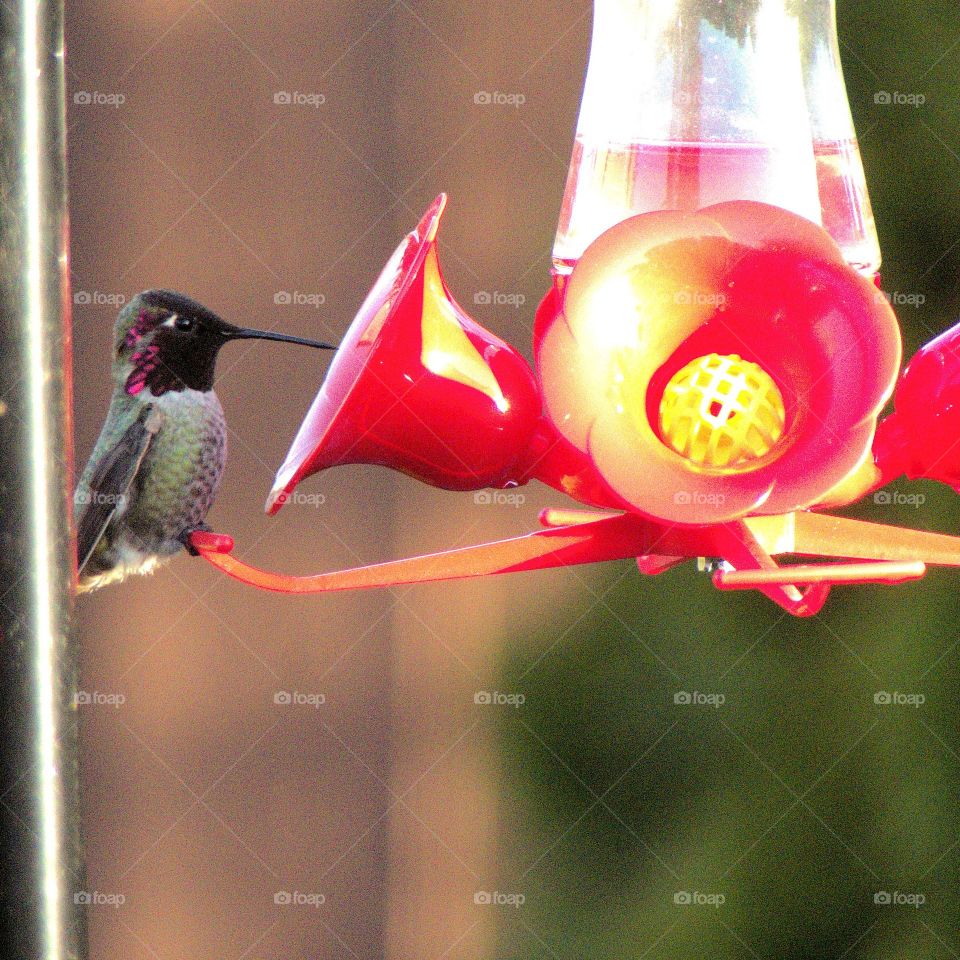 bird at the feeder
