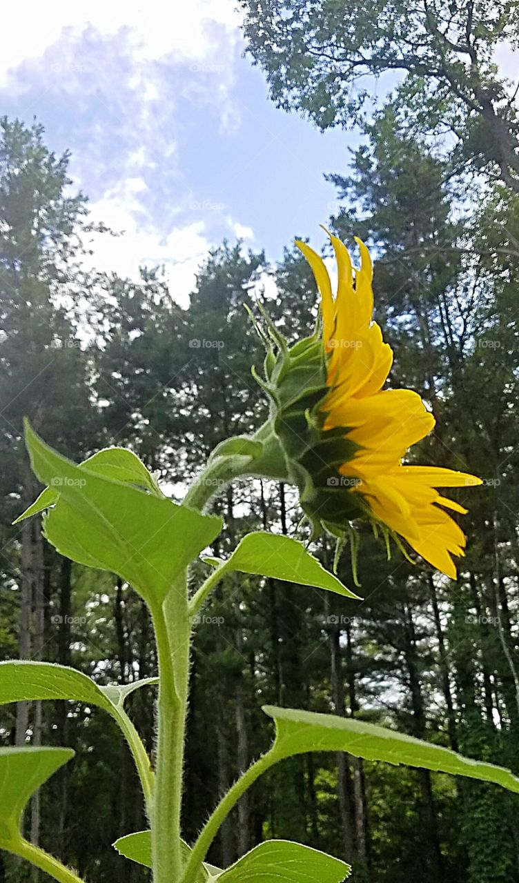 sunflower following the sun