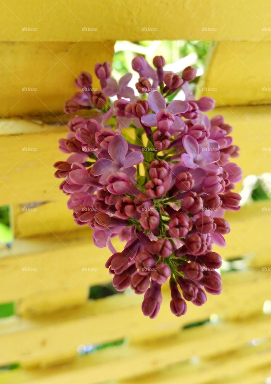 Flowers Through the Trellis