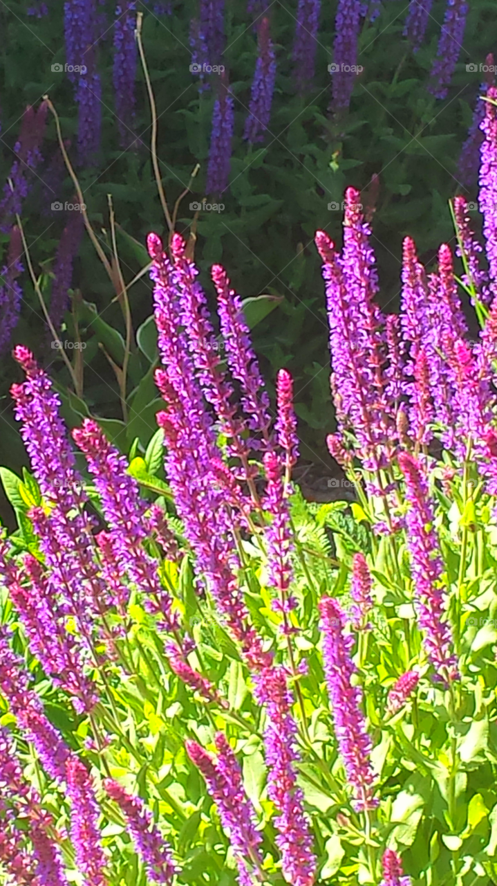 Front Yard Garden Flowers