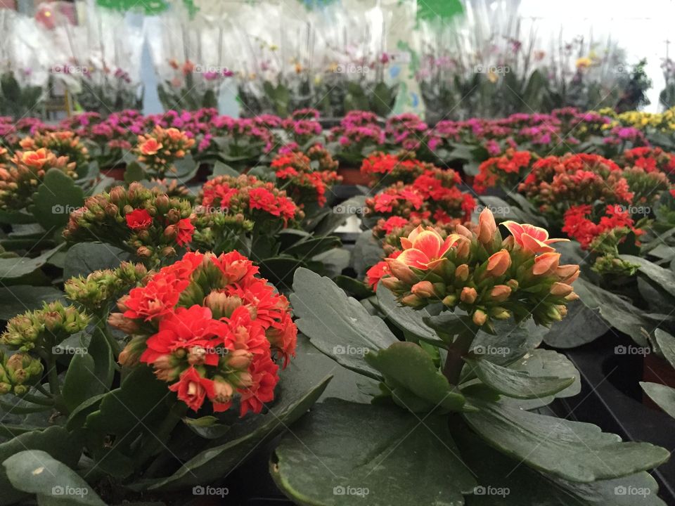 Kalanchoe flowers in a flower shop