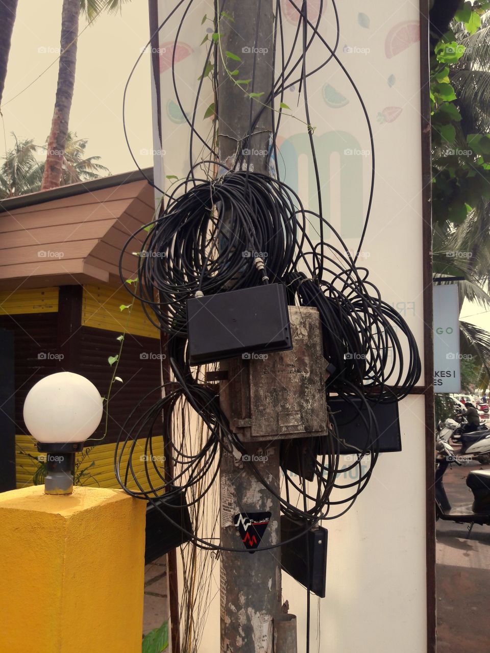 little creepers plants and wires creeping on electricity pole