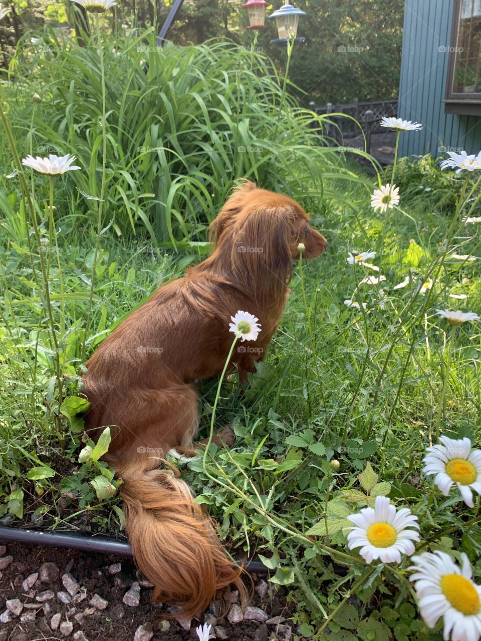 Charlie; My guardian Angel 💖