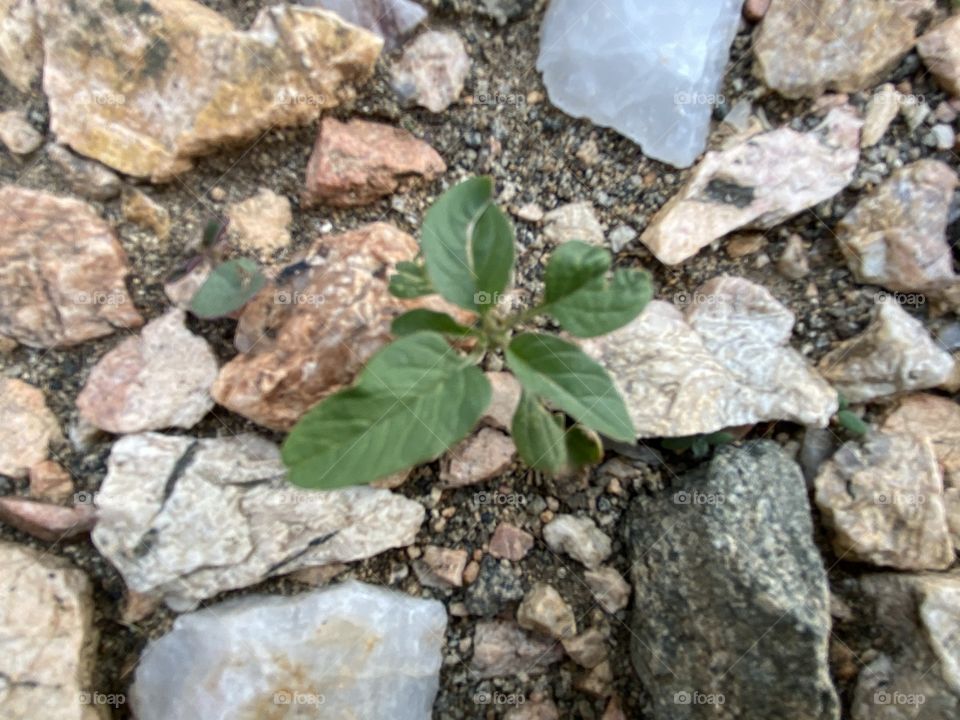 Amazing photo for desert 🌵