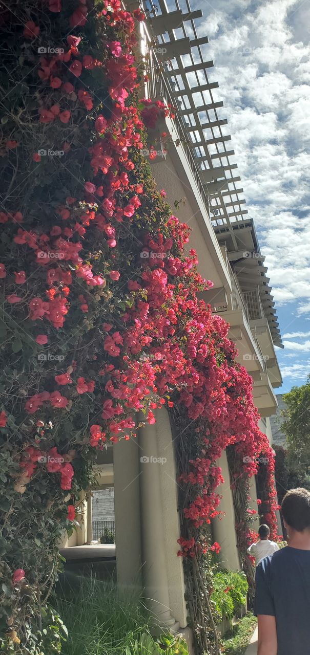 Bougainvillea