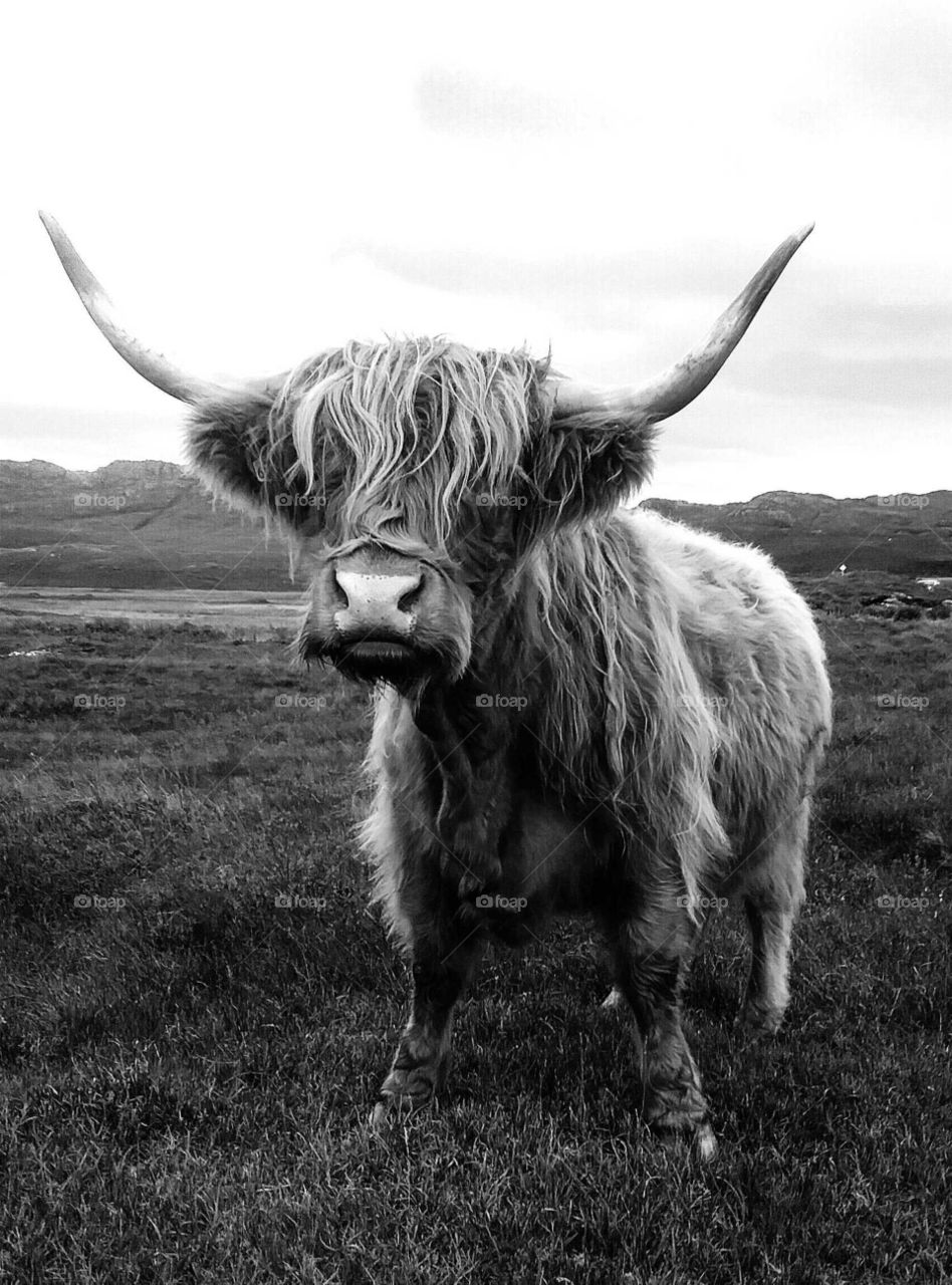 Highland cattle, Ardnamurchan
