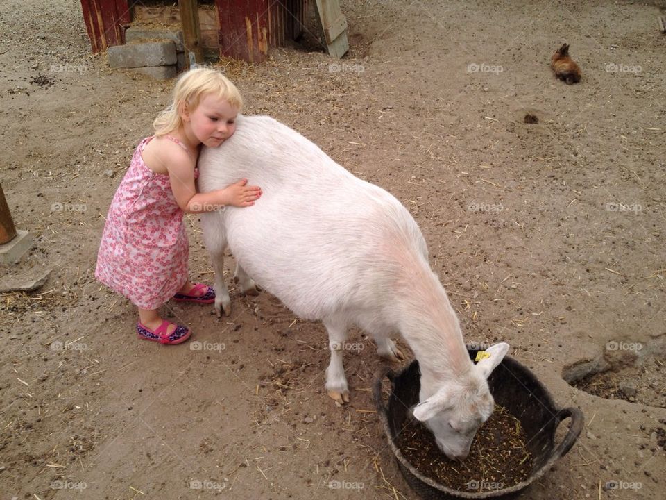 3 year old girl hugging a goat.