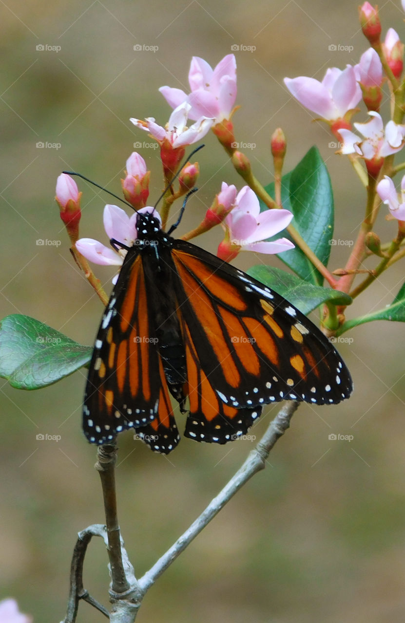 Monarch butterfly pollinating on flower