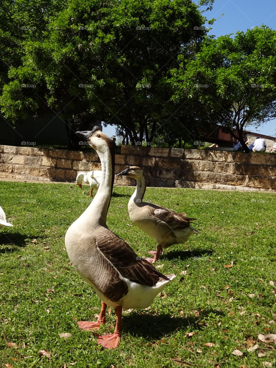 gooses in the lady bird lake