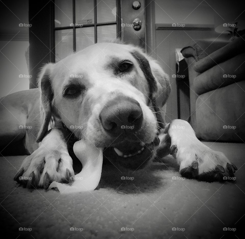Dog chewing rawhide while holding it with it’s paws. 