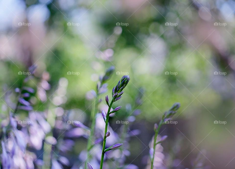 Hosta flowers in the setting sun, summer, evening.

￼