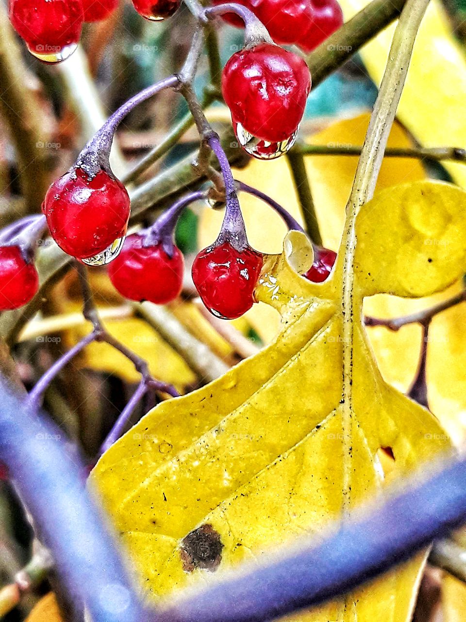 Frozen berries