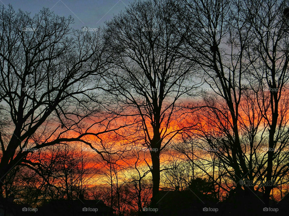 Sunset Colors Through Winter Trees