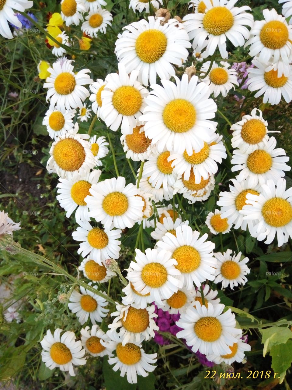 флора.ромашка.сад.природа.клумба.