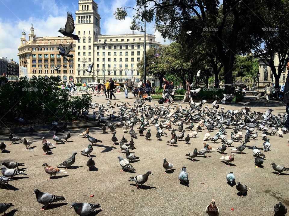 Life in Plaza Catalunya