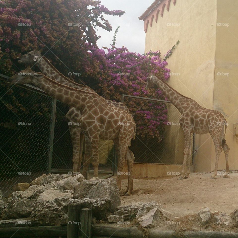 One of the most beautiful animals to walk on earth...everyone likes giraffes!