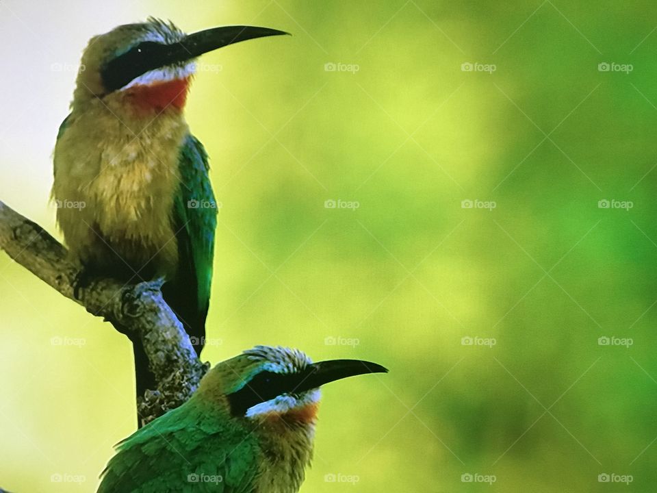 Weaver Birds couples