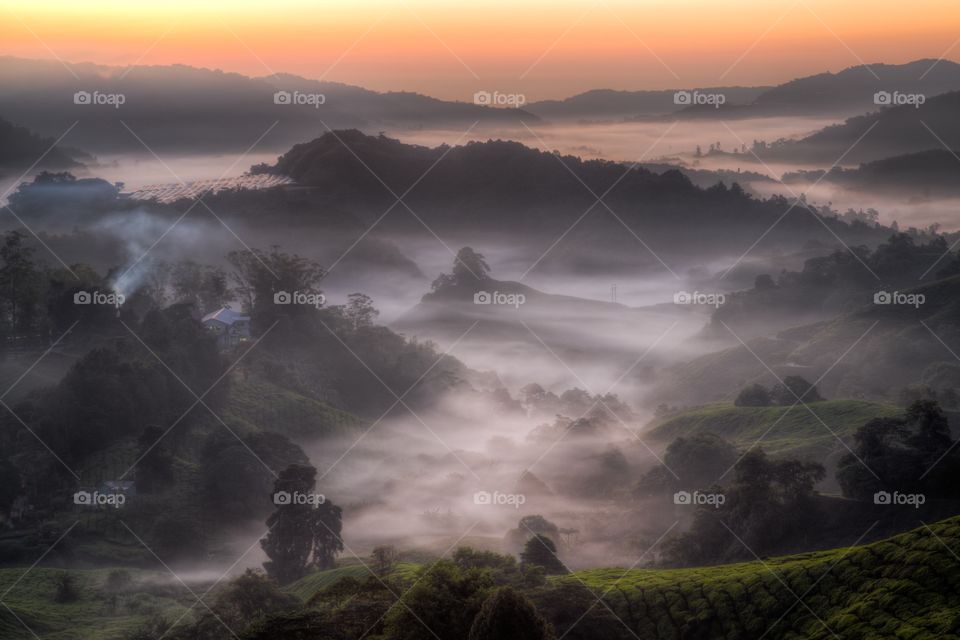 Foggy scenery over tea plants . Morning photo over foggy valley. Tea plantations cover hills. Orange sky during sunrise. Couple houses on tea fields