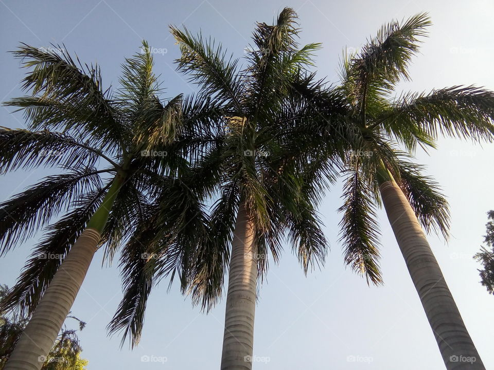 a beautiful sight with trees in a garden