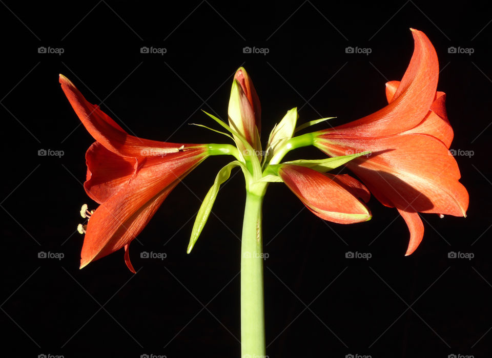 amaryllis close-up black background