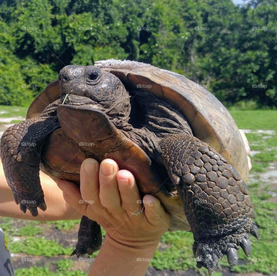 Gopher tortoise in the sun
