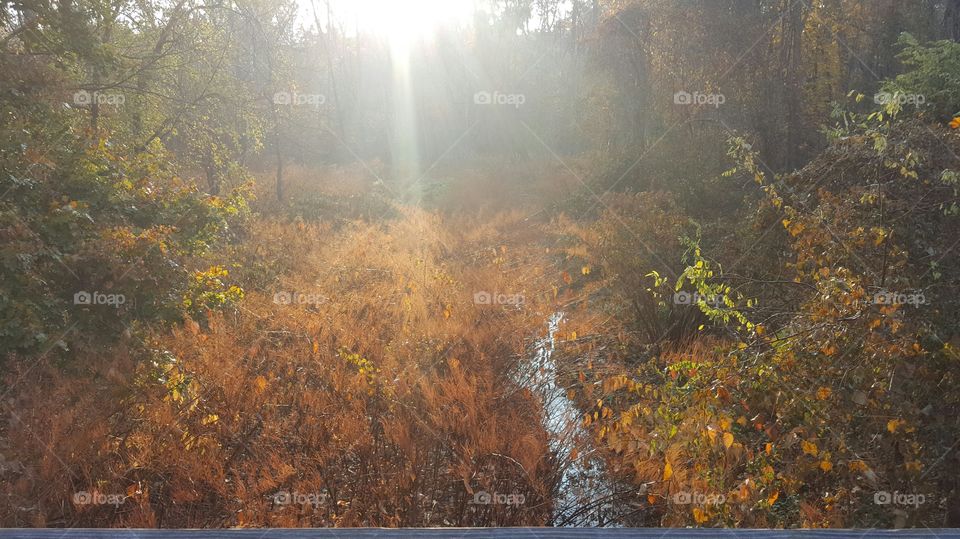 Trough the tree we see the light