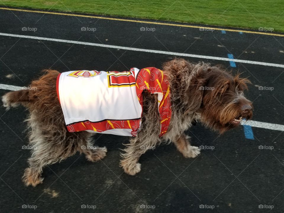 Calvin Men's Lacrosse Mascot