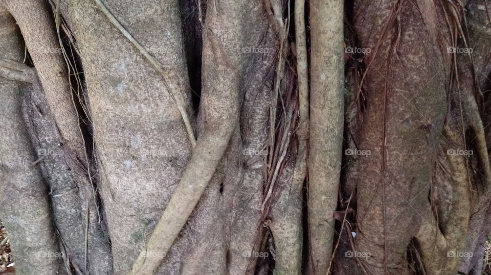 TRONCO ÁRVORE ANTIGA