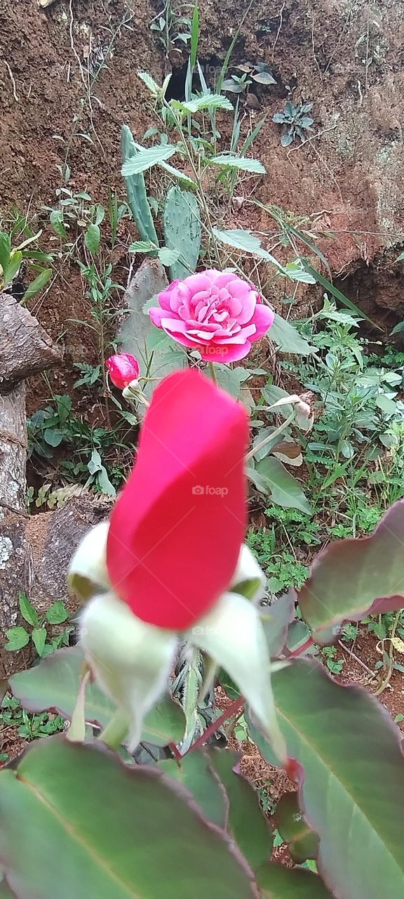 red rose bud