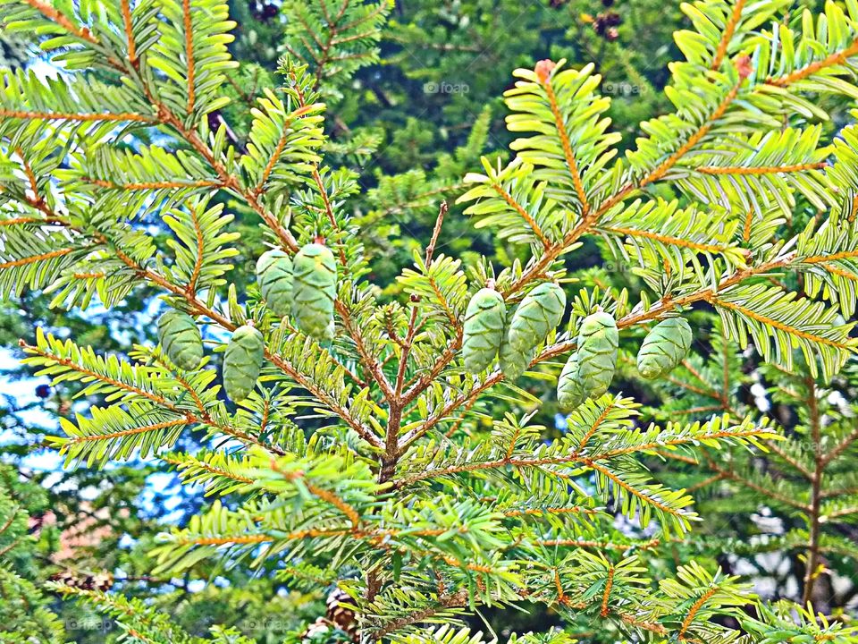 Nature, Tree, No Person, Leaf, Outdoors