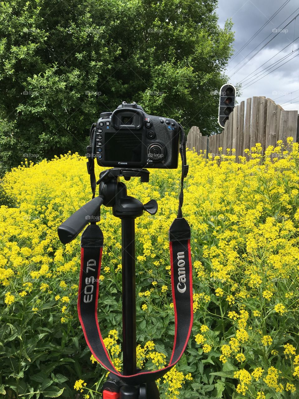 Shooting with the photo camera of rapeseed flower