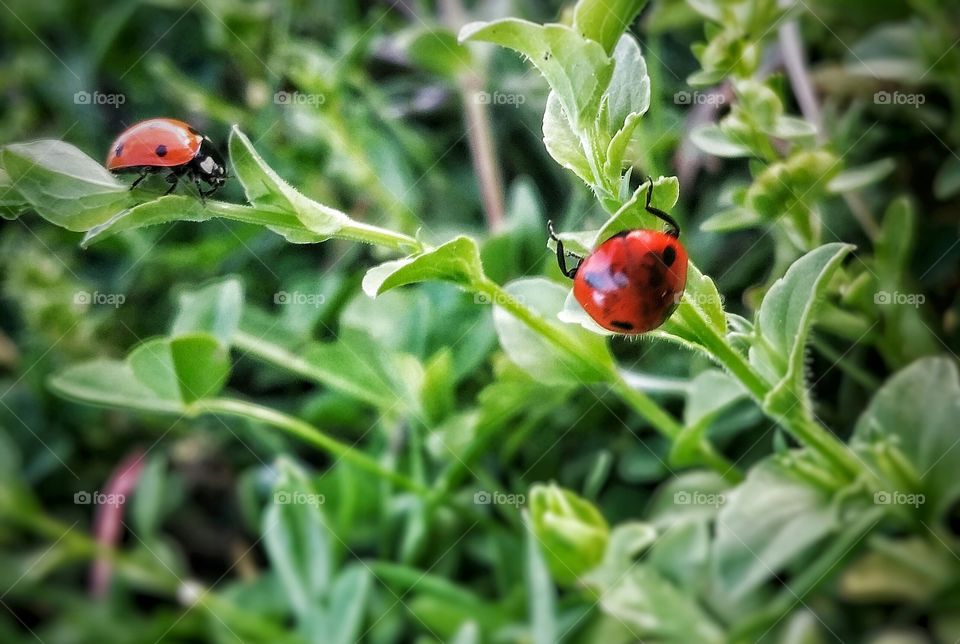 Two Ladybugs Crawling on Green Plants One is Upside-down