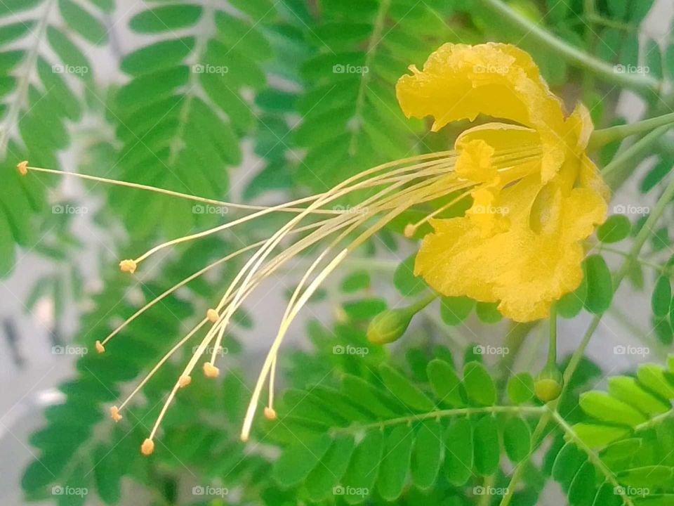 yellow Jamaican flowaz